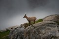 Wild ibex in Adamello park, Lombardy Alps, Italy