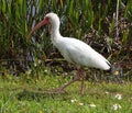 Wild Ibis