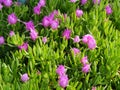 Wild ice or hottentot plants Royalty Free Stock Photo