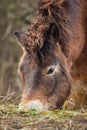 Wild Icelandic Exmoor pony grazing Royalty Free Stock Photo