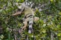 Wild iguana Royalty Free Stock Photo