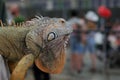 Wild iguana as seen in Parque seminario, also known as Parque de las Iguanas Iguana Park Quito, Ecuador. Royalty Free Stock Photo