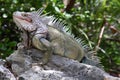 Wild Iguana in the Bahamas