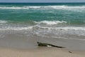 Wild iguana on a beach in Palm Beach, South Florida