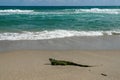 Wild iguana on a beach in Palm Beach, South Florida