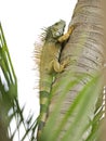 Wild Iguana Climbing A Tree Royalty Free Stock Photo