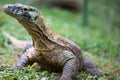 Wild Iguana in Costa Rica Royalty Free Stock Photo