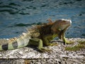 Wild iguana dragon with beautiful green and brown colors resting in sunlight at beach