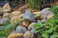 Wild Iguana eating plant leaves out of an herb garden in Puerto Vallarta Mexico. Ctenosaura pectinata, commonly known as the Mexic