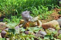 Wild Iguana eating plant leaves out of an herb garden in Puerto Vallarta Mexico. Ctenosaura pectinata, commonly known as the Mexic Royalty Free Stock Photo