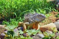 Wild Iguana eating plant leaves out of an herb garden in Puerto Vallarta Mexico. Ctenosaura pectinata, commonly known as the Mexic Royalty Free Stock Photo