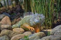 Wild Iguana eating plant leaves out of an herb garden in Puerto Vallarta Mexico. Ctenosaura pectinata, commonly known as the Mexic Royalty Free Stock Photo