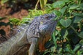Wild Iguana eating plant leaves out of an herb garden in Puerto Vallarta Mexico. Ctenosaura pectinata, commonly known as the Mexic Royalty Free Stock Photo