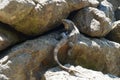 Wild iguana hiding in the huge grey rocks