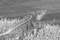 wild iguana lizard in wildlife. iguana lizard outdoor. photo of iguana lizard. iguana lizard reptile Royalty Free Stock Photo