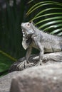 Wild Iguana Posing on a Big Rock