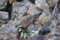 Wild Iguana resting at dusk on rocks in Marina Vallarta in Puerto Vallarta Mexico. Ctenosaura pectinata, commonly known as the Me Royalty Free Stock Photo