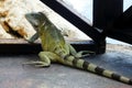 Wild green iguana close up, Curacao, Caribbean