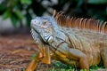 A wild iguana wandered around in a garden Royalty Free Stock Photo