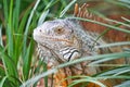 A wild iguana wandered around in a garden Royalty Free Stock Photo