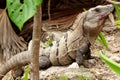 Wild iguana in wildlife