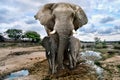 Wild Images of of African Elephants in Africa Royalty Free Stock Photo