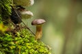 Bay Bolete mushroom growing on lush green moss