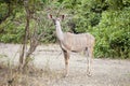 Wild impala Royalty Free Stock Photo