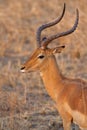 Wild Impala Royalty Free Stock Photo