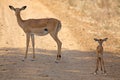 Wild Impala Royalty Free Stock Photo