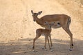 Wild Impala Royalty Free Stock Photo