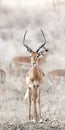 Wild Impala Royalty Free Stock Photo