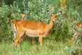 Wild impala in the bush