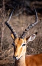 Wild impala close ups in Kruger National Park, South Africa