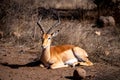 Wild impala close ups in Kruger National Park, South Africa