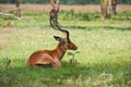 Wild Impala lying on the grass Royalty Free Stock Photo