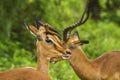 Wild impala with a oxpecker on its head in Kruger Park Royalty Free Stock Photo