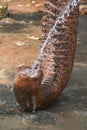 Wild Indian or Asian Elephant drinking water Royalty Free Stock Photo