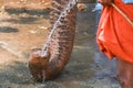 Wild Indian or Asian Elephant drinking water Royalty Free Stock Photo