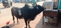 Wild Indian Black bull standing in the market