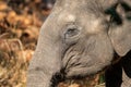 Wild indian elephant head shot at dhikala jim corbett national park Royalty Free Stock Photo