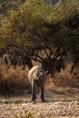 Wild indian elephant or tusker in action drinking water or quenching thirst at dhikala zone of jim corbett national park Royalty Free Stock Photo