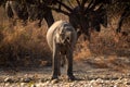 Wild indian elephant or tusker in action drinking water or quenching thirst at dhikala zone of jim corbett national park Royalty Free Stock Photo