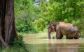 Wild Indian elephant bathing water