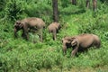 Wild Indian elephants Royalty Free Stock Photo