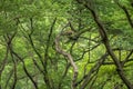 wild indian female leopard or panther or panthera pardus fusca hanging resting on branch of tree in monsoon season and natural Royalty Free Stock Photo