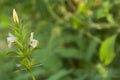 The wild Indian flowers