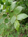 Wild Indian Fruit Ziziphus oenoplia