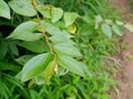 Wild Indian Fruit Ziziphus oenoplia