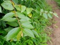 Wild Indian Fruit Ziziphus oenoplia